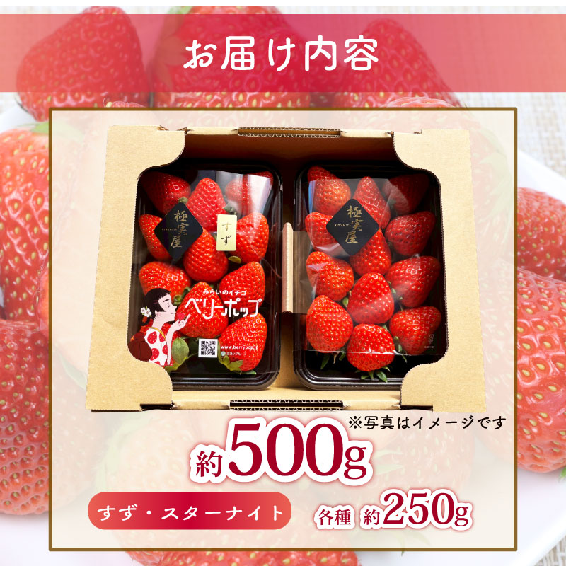 【先行予約 】ベリーポップすず＆スターナイト 500g いちご 食べ比べ ギフト 産地直送 朝採り スイーツ フルーツ 果物 大粒 完熟  イチゴ 苺 ストロベリー ベリー 新鮮 国産 2パック デザー おいしい 贈り物 果物 ストロベリー 甘い 朝摘み おやつ 完熟 直送 ギフト 贈答用 贈答 ギフト ビタミン ベリー 産地直送 国産 おすすめ 静岡 県 牧之原 市 極美屋 KIWAMIYA