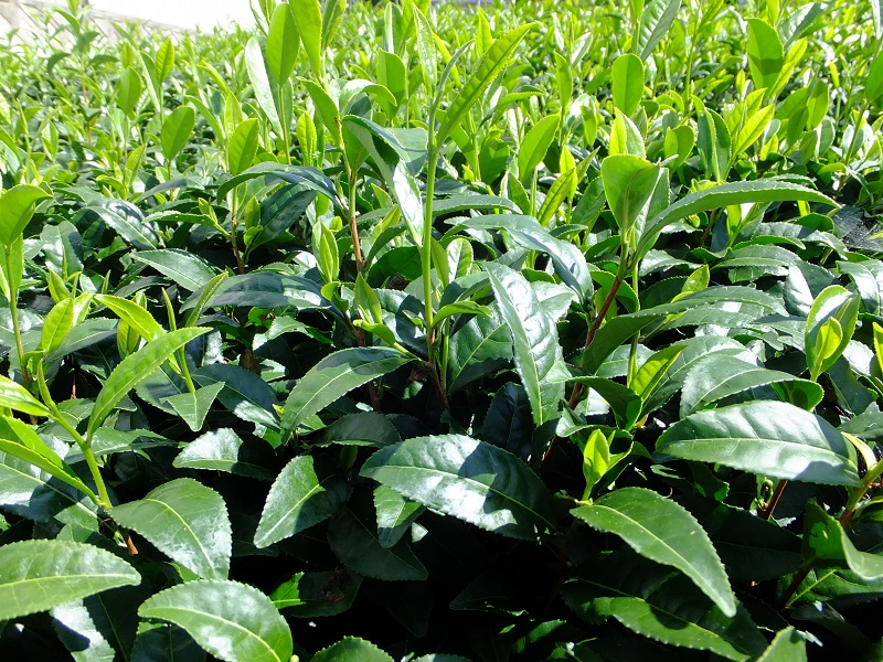 【先行予約】 2026年度産 新茶 シルバー 100ｇ×5本 お茶 静岡 新茶 濃旨 緑茶 深蒸し茶 深蒸し 茶 水出し緑茶 水出し 静岡茶 日本茶 飲料 飲み物 ドリンク 深むし茶 煎茶 セット お茶 茶 深蒸し 煎茶 旬 日常 牧之原産 甘い コク 便利 簡単 銀 茶葉 静岡茶 牧之原茶 プレゼント 贈答 贈答品 贈り物 産地直送 国産 日本 人気 静岡 県 牧之原市 小栗農園