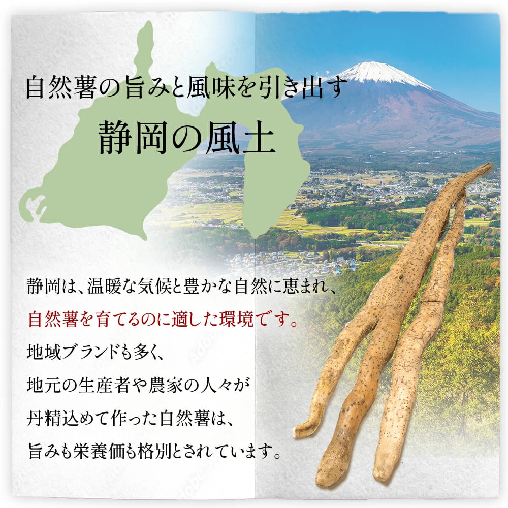 【ZIP!の「水卜あさみと一緒に朝ごはん」で紹介されました!】 ギフト 仕様 冷凍 自然薯 とろろ汁 山の貴婦人 300g × 3個 パック セット とろろ 山芋 ヤマイモ 山いも じねんじょ 滋養強壮 お取り寄せ ギフト グルメ 贈答 人気 静岡県 牧之原市 尾白弁当 300g × 3個【ギフト仕様】