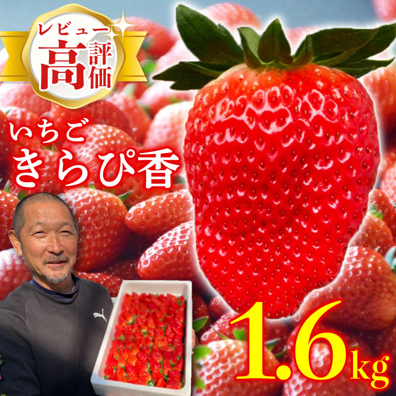 いちご 予約受付 【2026年1月から出荷】 新鮮 国産 鈴木農園の朝摘み 朝どれ きらぴ香 1.6kg 800 g × 2 パック 1.6kg