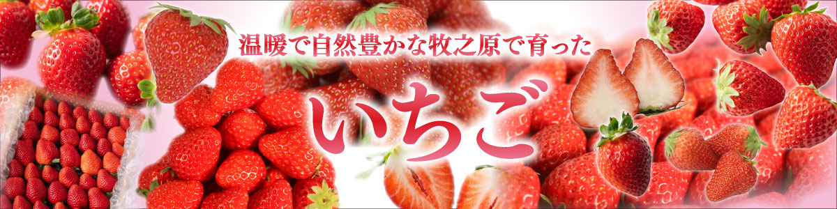 牧之原市の冷凍いちご