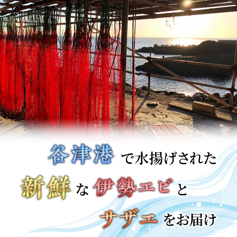 活 伊勢海老 サザエ セット B 10月～5月中旬出荷予定 獲れた