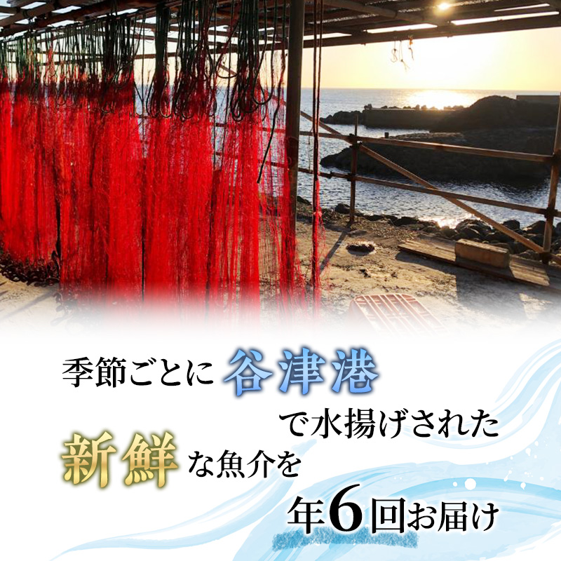 【アワビについて注意事項あり】伊勢海老 アワビ サザエ 定期便 年6回 海からのお届け物 ワカメ ひじき はんばのり 干物 伊勢エビ さざえ あわび わかめ 海苔 のり 天草 煮魚 惣菜 えび 鮑 貝 魚 魚介 魚介類 海鮮 海鮮セット
