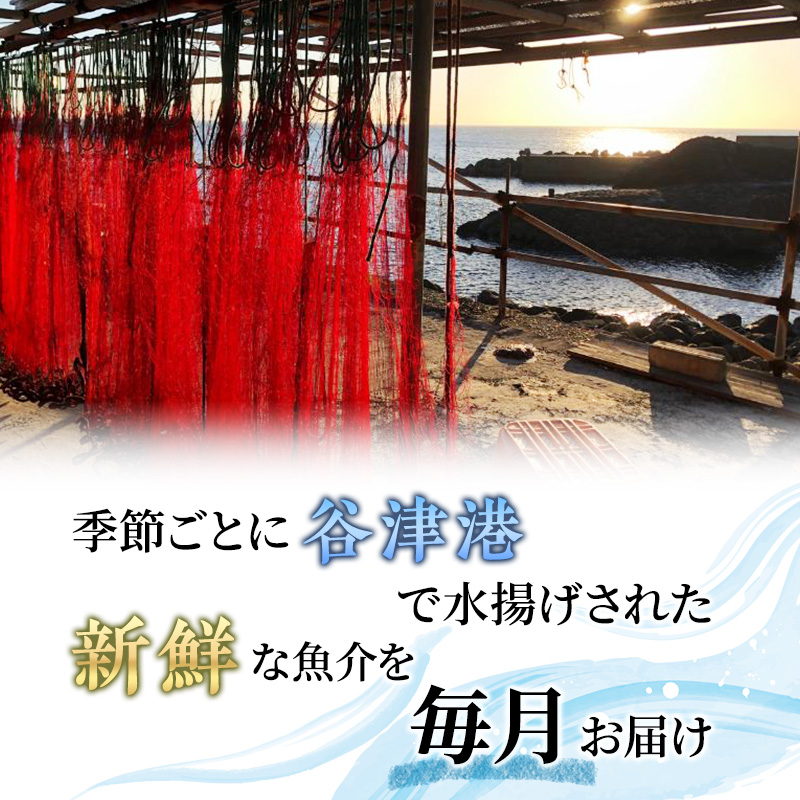 【アワビについて注意事項あり】伊勢海老 アワビ サザエ 定期便 年12回 海からのお届け物 ワカメ ひじき はんばのり 干物 伊勢エビ さざえ あわび わかめ 海苔 天草 煮魚 惣菜 えび 鮑 貝 魚 魚介 魚介類 海鮮