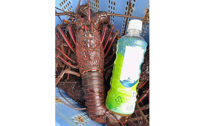 特大伊勢海老2匹で1kg！（長寿伊勢海老） 伊勢エビ 冷凍 漁師直送