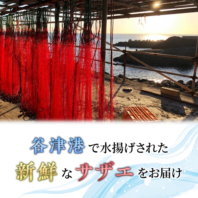 活サザエ 5～15個 活きたままお届け 活 サザエ さざえ 貝 魚介 魚介類 海鮮 刺身 つぼ焼き 厳選 冷蔵 冷蔵配送 静岡 静岡県 河津 河津町