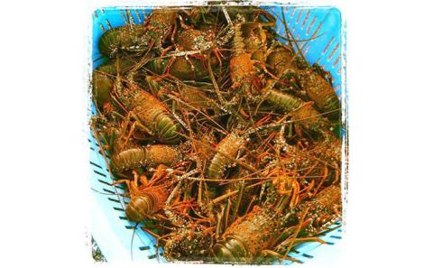 漁師直送 新鮮！朝獲れ活伊勢海老1kg【出荷：4月下旬～5月中旬】 伊勢エビ エビ えび 冷蔵