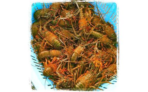 漁師直送　新鮮！朝獲れ活伊勢海老1kg【出荷：10月上旬～12月中旬】 伊勢エビ 冷蔵