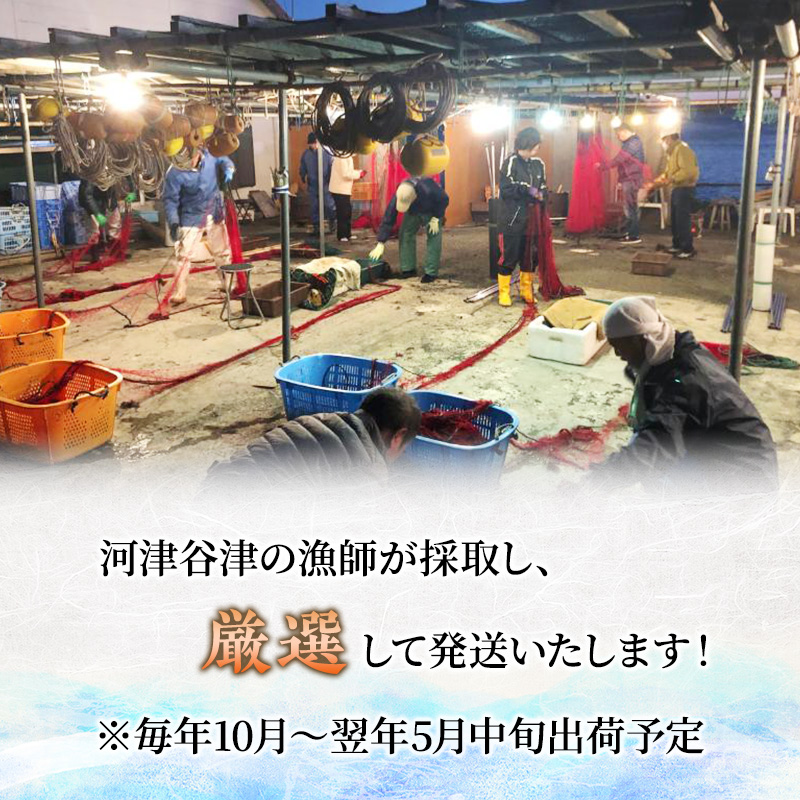 活 伊勢海老 サザエ セット B 10月～5月中旬出荷予定 獲れた