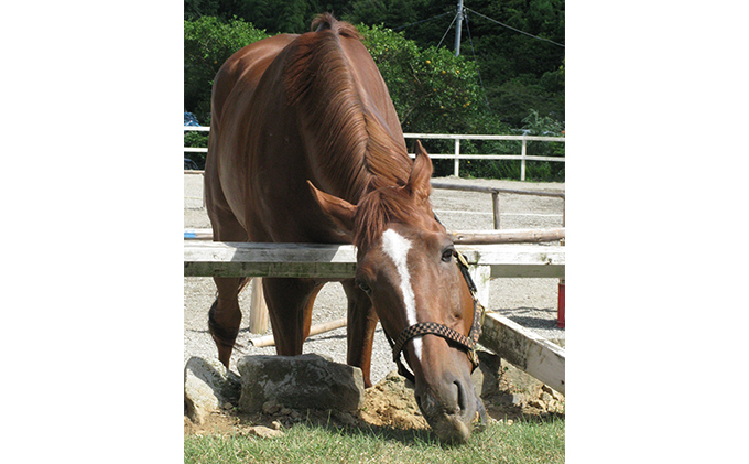 天城ホースビレッジ 施設利用券 引き馬10分（にんじん付き）