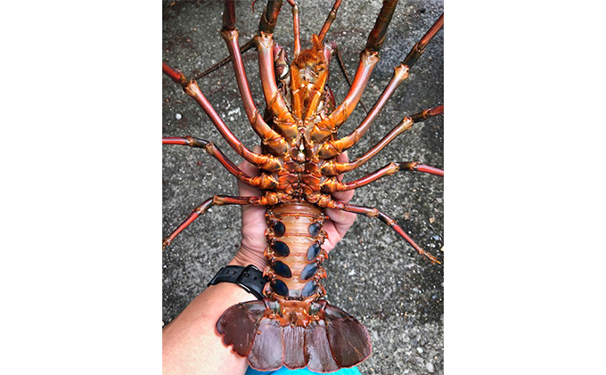 特大伊勢海老2匹で1kg！（長寿伊勢海老） 伊勢エビ 冷凍 漁師直送