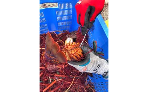 漁師直送 新鮮！朝獲れ活伊勢海老1kg【出荷：4月下旬～5月中旬】 伊勢エビ エビ えび 冷蔵