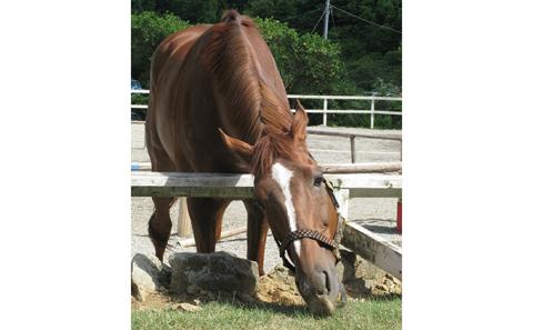 天城ホースビレッジ施設利用券 マンツーマンレッスン45分