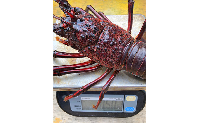 特大伊勢海老2匹で1kg！（長寿伊勢海老） 伊勢エビ 冷凍 漁師直送