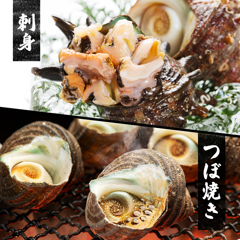 活サザエ 5～15個 活きたままお届け 活 サザエ さざえ 貝 魚介 魚介類 海鮮 刺身 つぼ焼き 厳選 冷蔵 冷蔵配送 静岡 静岡県 河津 河津町