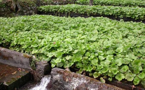 山城屋　わさび贅沢セット 調味料