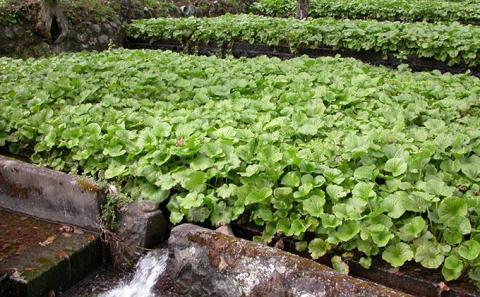 わさび セット わさび漬け わさび丼 山葵 生わさび 鰹節 かつお節 ご飯のお供 ごはんのおとも 丼 加工品 加工食品 薬味 調味料 冷蔵 冷蔵配送 静岡 静岡県 河津 河津町