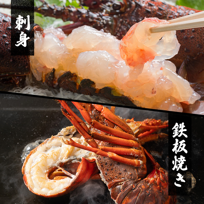 活 伊勢海老 サザエ セット B 10月～5月中旬出荷予定 獲れた