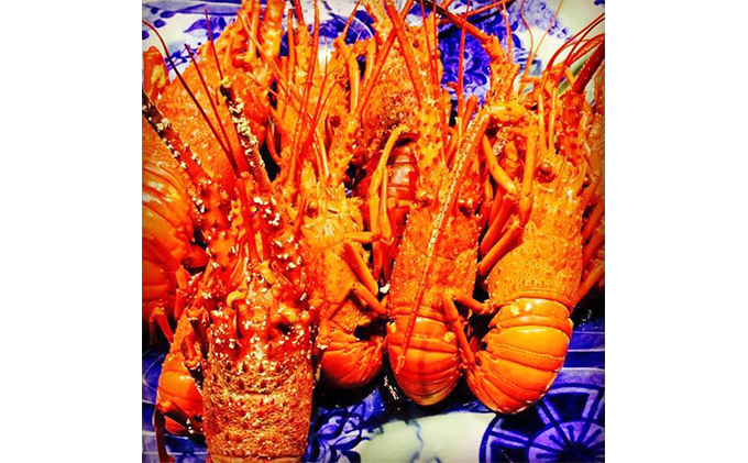 冷凍伊勢海老1kg 伊勢エビ 冷凍 漁師直送