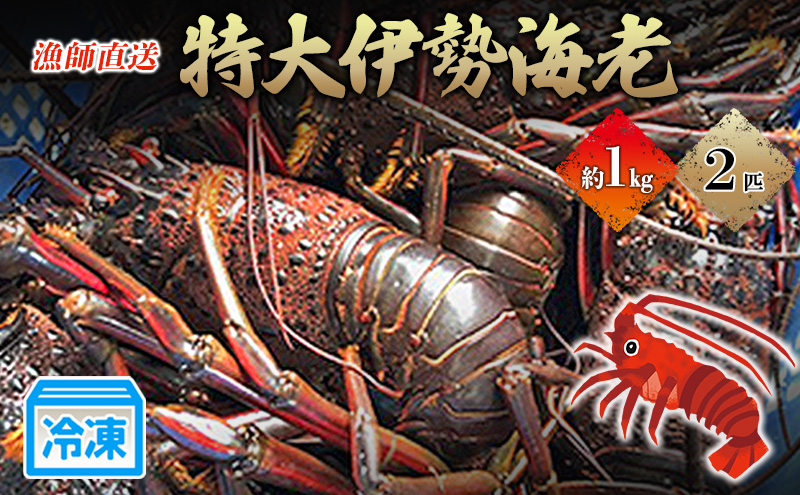 特大伊勢海老2匹で1kg！（長寿伊勢海老） 伊勢エビ 冷凍 漁師直送