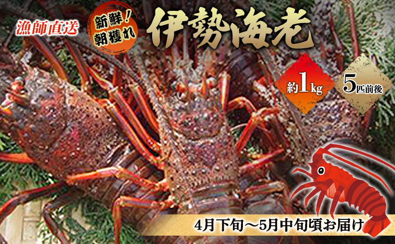 漁師直送 新鮮！朝獲れ活伊勢海老1kg【出荷：4月下旬～5月中旬】 伊勢エビ エビ えび 冷蔵