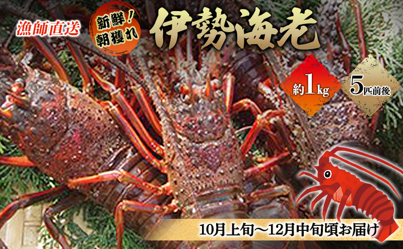 漁師直送　新鮮！朝獲れ活伊勢海老1kg【出荷：10月上旬～12月中旬】 伊勢エビ 冷蔵