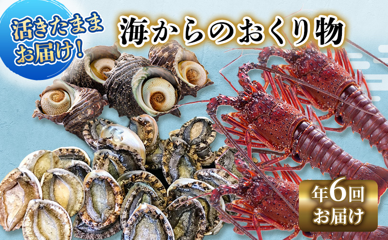 【アワビについて注意事項あり】伊勢海老 アワビ サザエ 定期便 年6回 海からのお届け物 ワカメ ひじき はんばのり 干物 伊勢エビ さざえ あわび わかめ 海苔 のり 天草 煮魚 惣菜 えび 鮑 貝 魚 魚介 魚介類 海鮮 海鮮セット