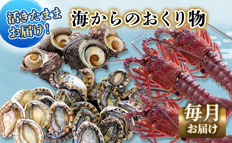 【アワビについて注意事項あり】伊勢海老 アワビ サザエ 定期便 年12回 海からのお届け物 ワカメ ひじき はんばのり 干物 伊勢エビ さざえ あわび わかめ 海苔 天草 煮魚 惣菜 えび 鮑 貝 魚 魚介 魚介類 海鮮