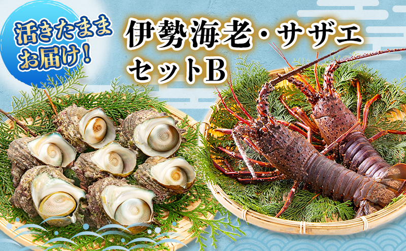 活 伊勢海老 サザエ セット B 10月～5月中旬出荷予定 獲れたて 活伊勢えび 3～6匹 活サザエ 4～15個 伊勢えび 伊勢エビ さざえ 海老 えび エビ 貝 魚介 魚介類