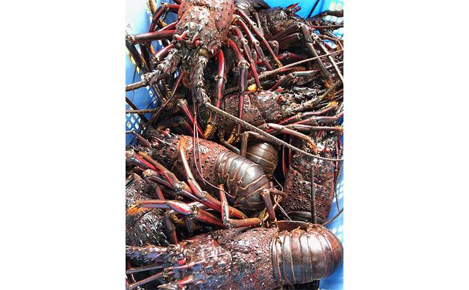 特大伊勢海老2匹で1kg！（長寿伊勢海老） 伊勢エビ 冷凍 漁師直送