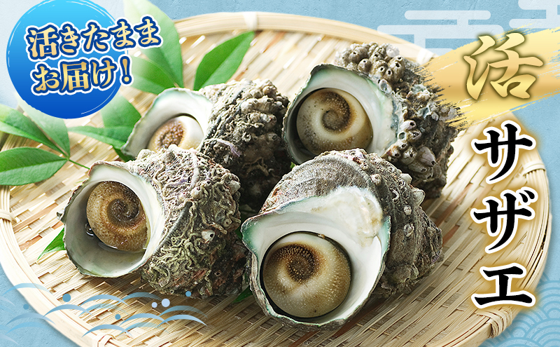 活サザエ 5～15個 活きたままお届け 活 サザエ さざえ 貝 魚介 魚介類 海鮮 刺身 つぼ焼き 厳選 冷蔵 冷蔵配送 静岡 静岡県 河津 河津町