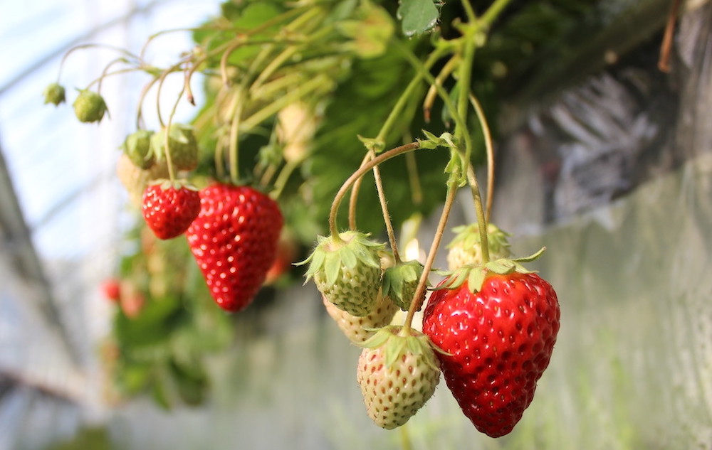 【先行予約＿2026年出荷分】完熟冷凍イチゴ　2kg（約7.6パック相当）恋みのり、かおり野　から厳選　【 いちご 果物 フルーツ 苺 イチゴ 冷凍 果物 フローズン くだもの 大容量 静岡県産 期間限定 】　<AA-5>