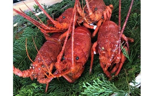 ボイル伊勢えび　【 伊勢海老 イセエビ 海老 旨い ボイル 海鮮 伊豆 南伊豆 静岡 ふるさと納税 】　<AS-22>