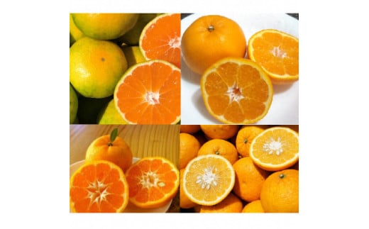 湯の花　季節の野菜と果物セット　 柑橘  果物 野菜 静岡県産 南伊豆町  定期便 おまかせ 旬 みかん やさい　<BC-82>