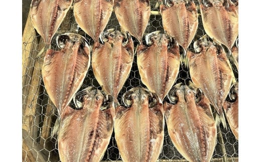 湯の花　アジの干物1０枚セット　干物 干物セット ひもの アジ  あじ  詰め合わせ 伊豆 海鮮 静岡県産　<BC-93>