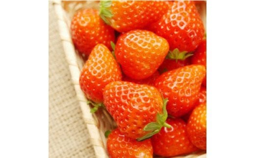 【先行予約＿2026年出荷分】特別賞受賞！完熟冷凍いちご 2kg BabyBerryFarm　いちご 果物 フルーツ 苺 イチゴ 冷凍 くだもの 静岡県産 期間限定