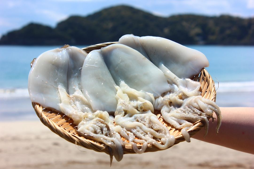 【伊豆漁協加工・直送！】アオリイカ 一夜干し 10枚　【 イカ アオリイカ 一夜干し ゲソ 新鮮 冷凍 直送 美味い おすすめ 水イカ 】