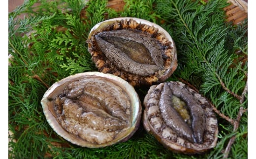 伊豆の海鮮よくばり便　~海産物詰め合わせ~【伊勢海老 イセエビ 鮑 アワビ さざえ サザエ 天然 活 魚介 定期便 豪華 厳選 魚 貝 海産物 海鮮 大容量 刺身 海鮮セット BBQ バーベキュー】　<AS-21>