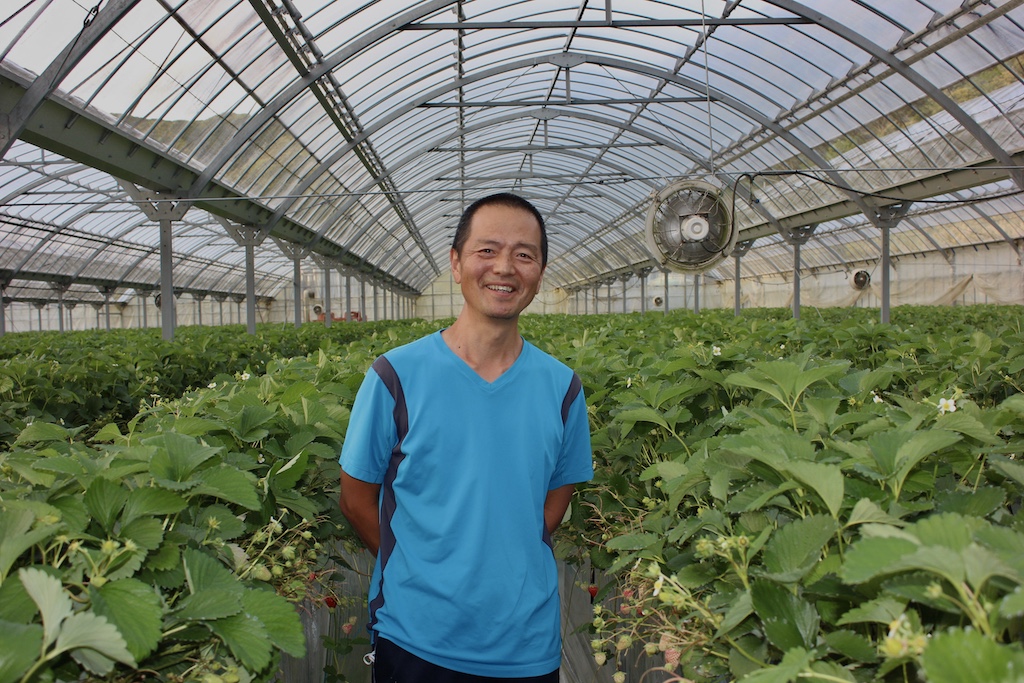 【先行予約＿2026年出荷分】完熟冷凍イチゴ　1kg（約3.8パック相当） 恋みのり、かおり野　から厳選　【 いちご 果物 フルーツ 苺 イチゴ 冷凍 果物 フローズン くだもの 大容量 静岡県産 期間限定 】