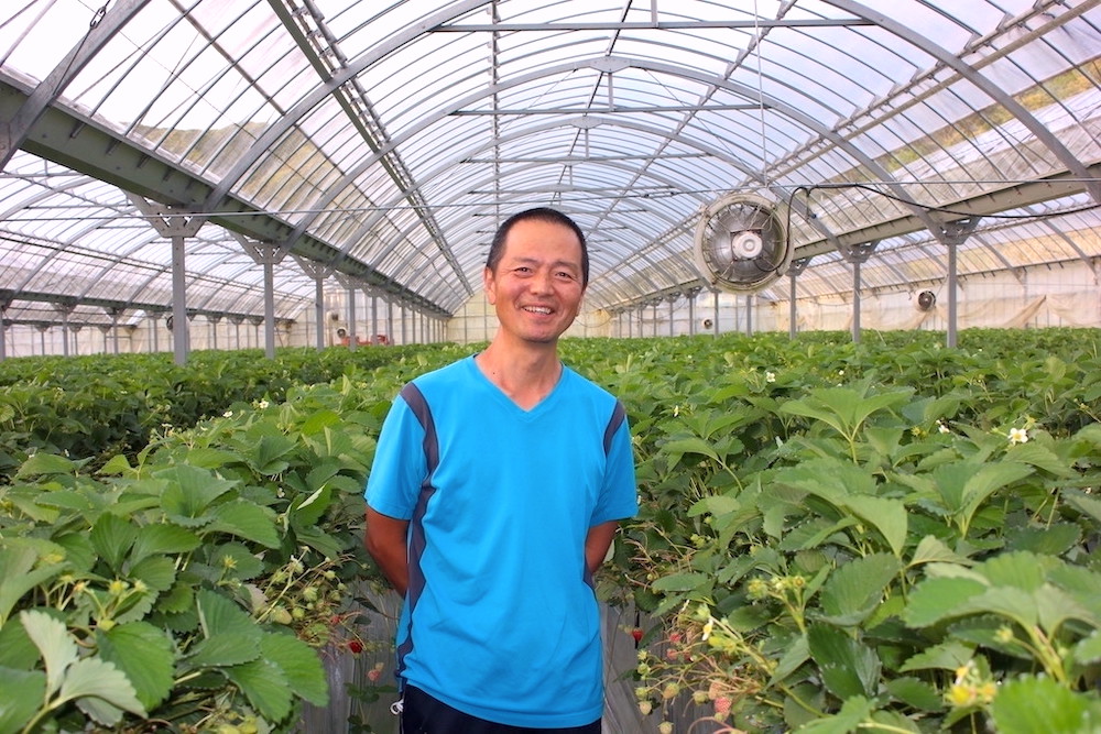 【先行予約＿2026年出荷分】完熟いちご280g 恋みのり 4パック（DXパック）【 恋みのり いちご 苺 イチゴ 果物 フルーツ くだもの 旬 伊豆 静岡県 期間限定】　<AA-11>