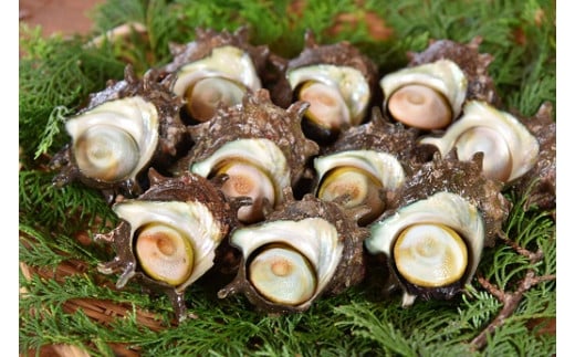 伊豆の海鮮よくばり便　~海産物詰め合わせ~【伊勢海老 イセエビ 鮑 アワビ さざえ サザエ 天然 活 魚介 定期便 豪華 厳選 魚 貝 海産物 海鮮 大容量 刺身 海鮮セット BBQ バーベキュー】　<AS-21>