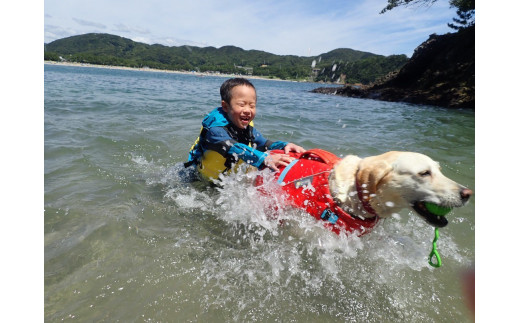 ワンちゃんと一緒にシーカヤック体験(4人※大人・子供問わず、ワンちゃん1匹)　【 伊豆 アウトドア 犬 観光 カヤック 初心者 海 シーアクティビティ ふるさと納税 静岡 】　<BU-2>