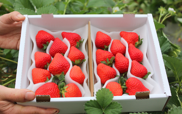 【先行予約＿2026年出荷分】 完熟いちご280g かおり野 2パック（DXパック） 【 かおり野 いちご 苺 イチゴ 果物 フルーツ くだもの 旬 伊豆 静岡県 期間限定 先行予約 】