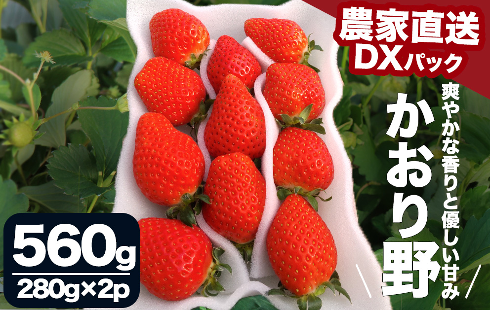 【先行予約＿2026年出荷分】 完熟いちご280g かおり野 2パック（DXパック） 【 かおり野 いちご 苺 イチゴ 果物 フルーツ くだもの 旬 伊豆 静岡県 期間限定 先行予約 】