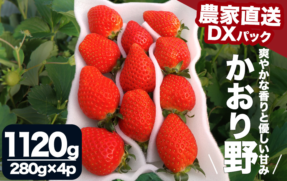 【先行予約＿2026年出荷分】 完熟いちご280g かおり野 4パック（DXパック） 【 かおり野 いちご 苺 イチゴ 果物 フルーツ くだもの 旬 伊豆 静岡県 期間限定 先行予約 】