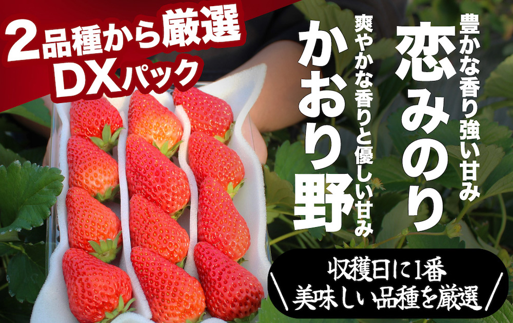 【先行予約＿2026年発送分】完熟いちご280g 4パック（DXパック）恋みのり、かおり野から厳選　【 苺 いちご イチゴ 恋みのり かおり野 産地直送 旬 果物 フルーツ くだもの 静岡県 伊豆 南伊豆町 期間限定 】