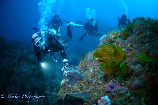 西伊豆 堂ヶ島の海でファンダイビング！２ボートダイブ！ マリンスポーツ アクティビティ マリンアクティビティ ダイビング ダイバー 堂ヶ島 海 体験 魚