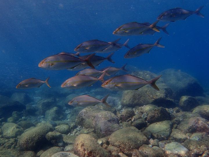 透明度抜群の黄金崎でダイビング！（２ビーチガイド付き） マリンスポーツ アクティビティ ダイビング ダイバー 体験 海 魚