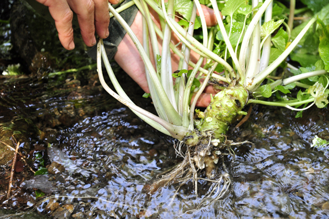 【世界農業遺産認定】西伊豆町の本わさび（岡原わさび） 天城山 清流 わさび お刺身 さしみ ステーキ 薬味 わさび丼 冷蔵 伊豆 ギフト お歳暮 お中元