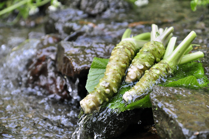 【世界農業遺産認定】西伊豆町の本わさび・わさびづけセット（岡原わさび） 天城山 清流 わさび漬け 無添加 お刺身 さしみ ステーキ 薬味 冷蔵 伊豆 ギフト お歳暮 お中元
